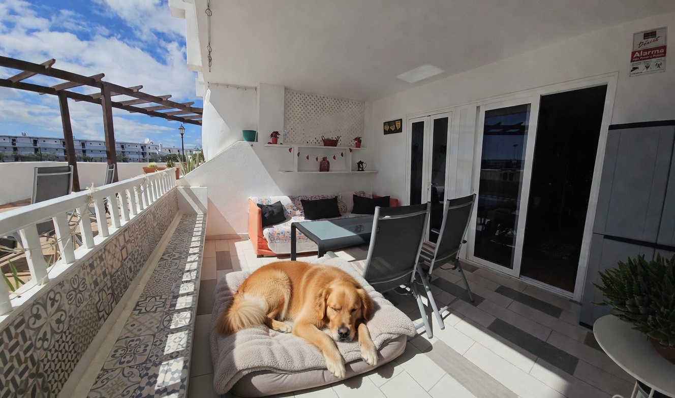 Gato explorando el apartamento pet friendly en Costa Teguise, Lanzarote